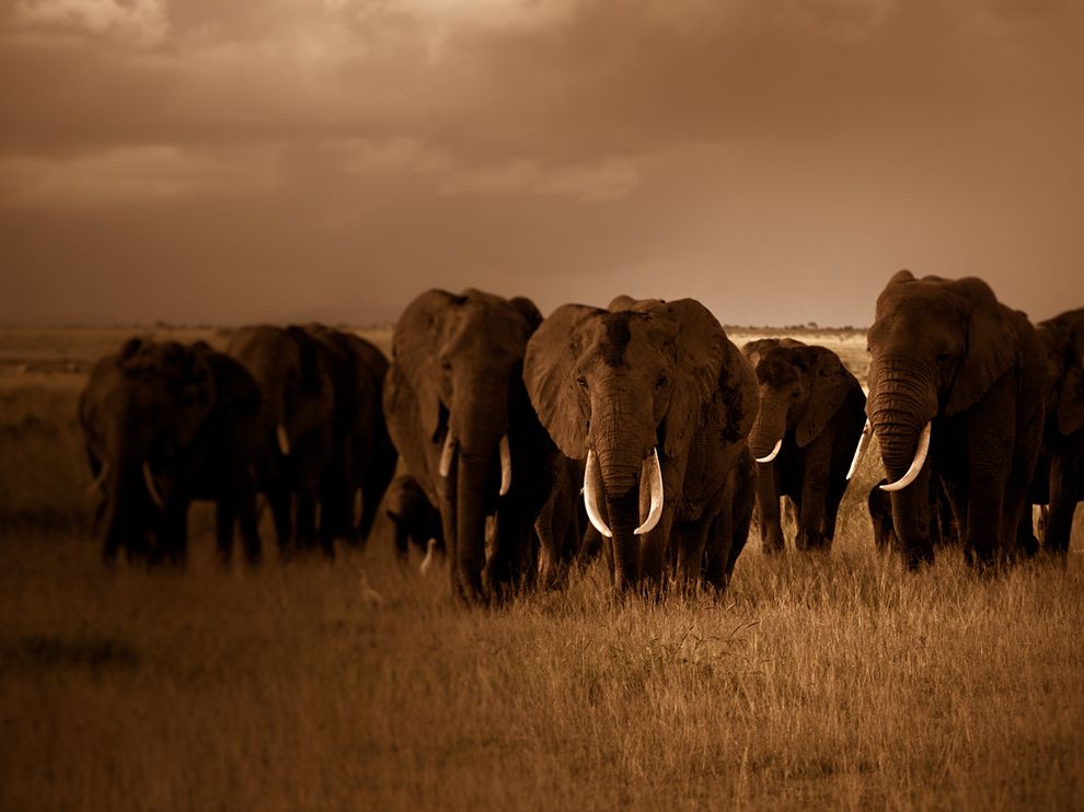 elephant-herd-kenya_62676_990x742