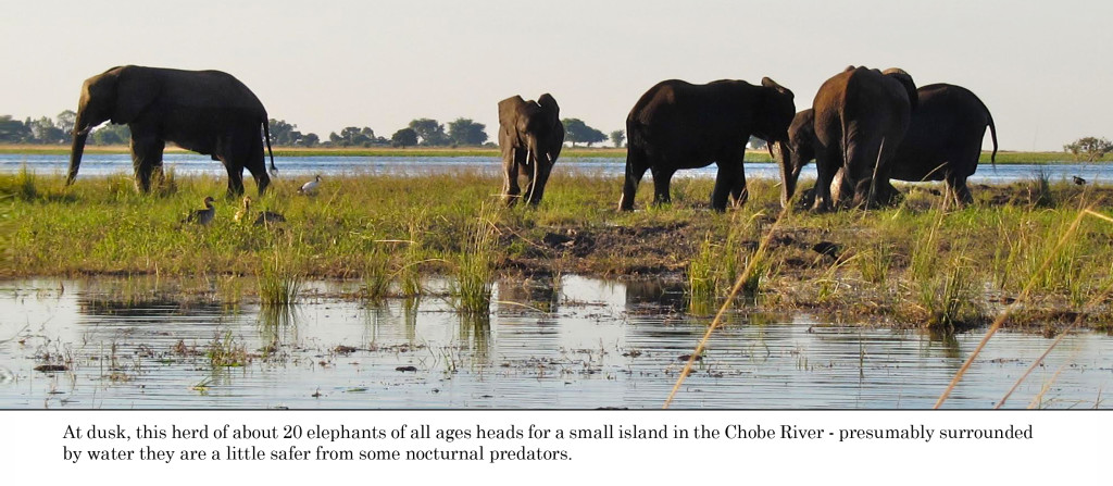 elephant_photo_by_carol_glassman