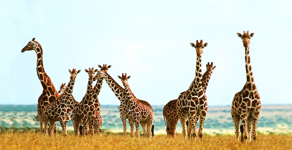 giraffes