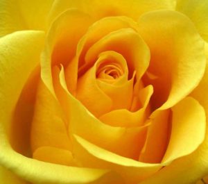 yellow-bulk-roses