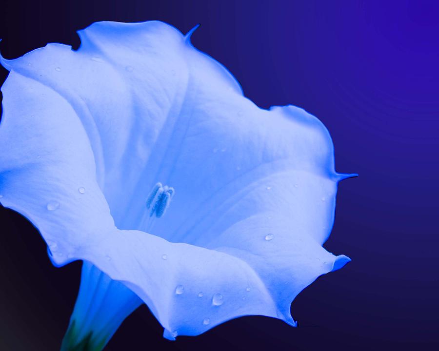 Blue Moon Flower