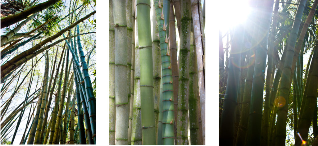 bamboo_forrest